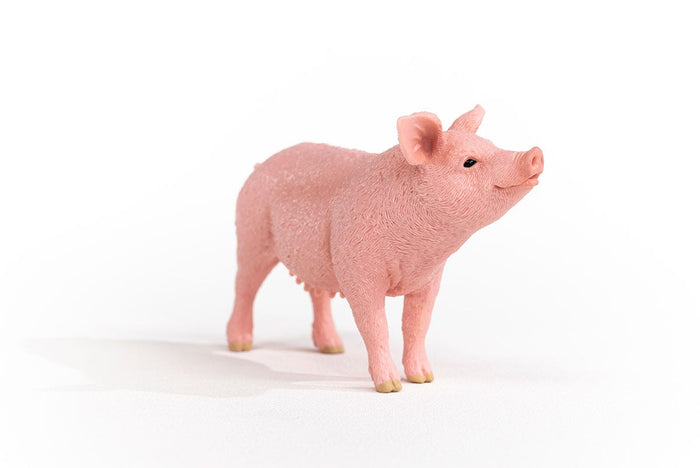 Pig