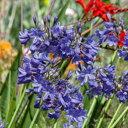 Agapanthus Bare Root 'Blue and White' Mix