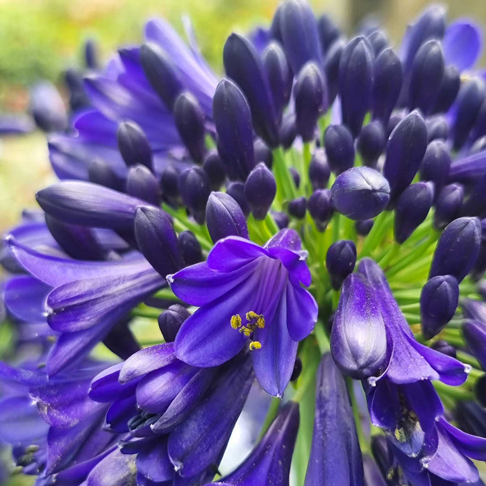 Agapanthus 'Midnight Sky'
