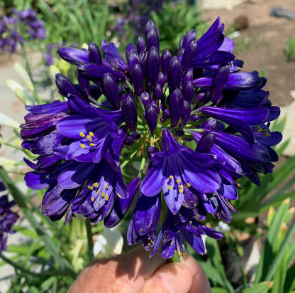 Agapanthus 'Midnight Sky'
