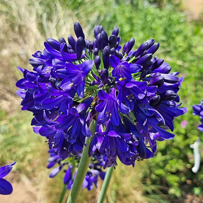 Agapanthus 'Midnight Sky'