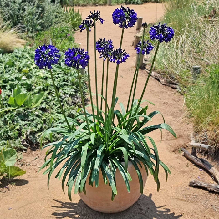 Agapanthus 'Midnight Sky'