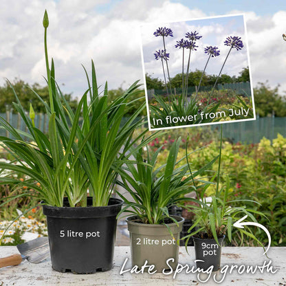 Agapanthus 'Midnight Sky'