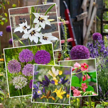 All Summer Long 250 Flower Bulb Collection