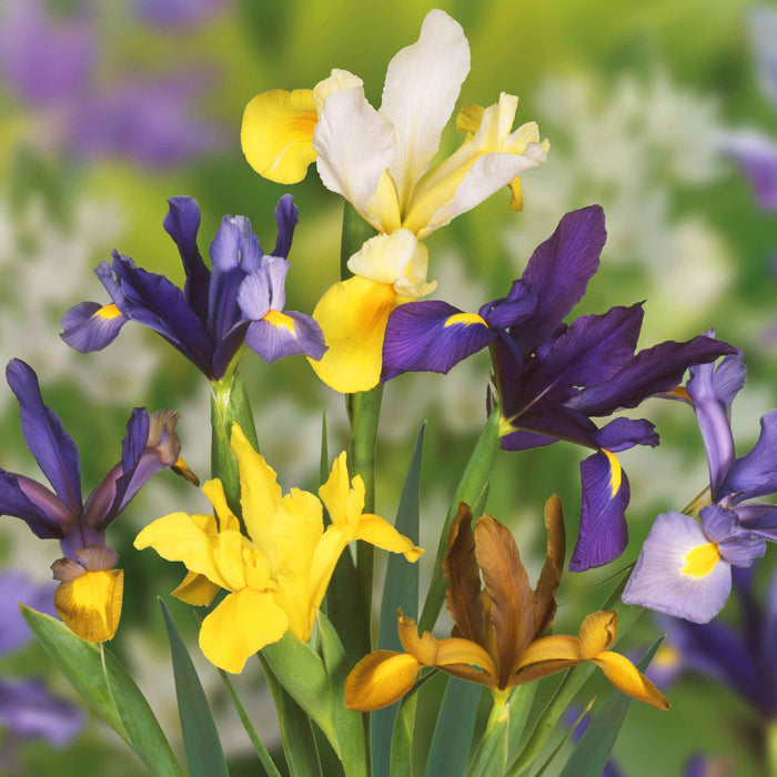 All Summer Long 250 Flower Bulb Collection