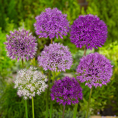 All Summer Long 250 Flower Bulb Collection