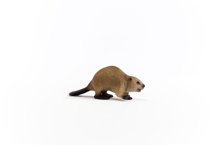 Beaver (Circular)