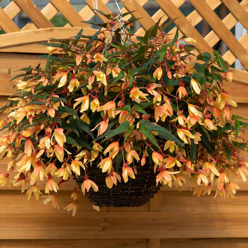 Begonia 'Starshine Calypso'