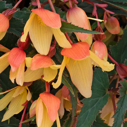 Begonia 'Starshine Calypso'