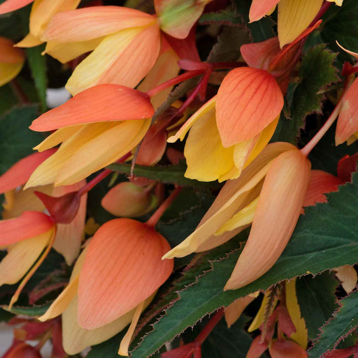 Begonia 'Starshine Calypso'