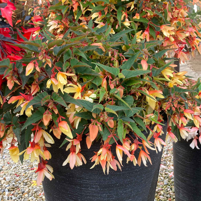 Begonia 'Starshine Calypso'