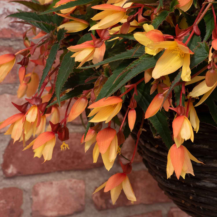 Begonia 'Starshine Calypso'
