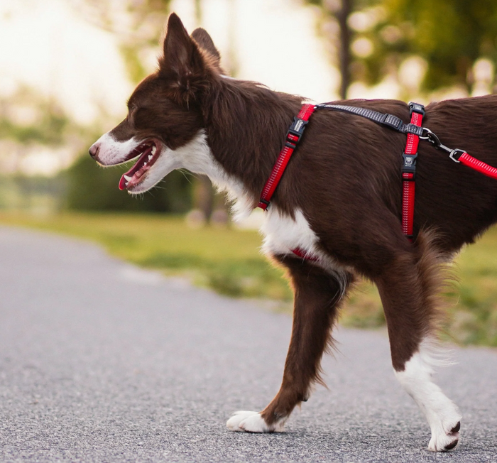 Blue-9 Reflective Balance Harness