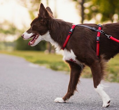 Blue-9 Reflective Balance Harness