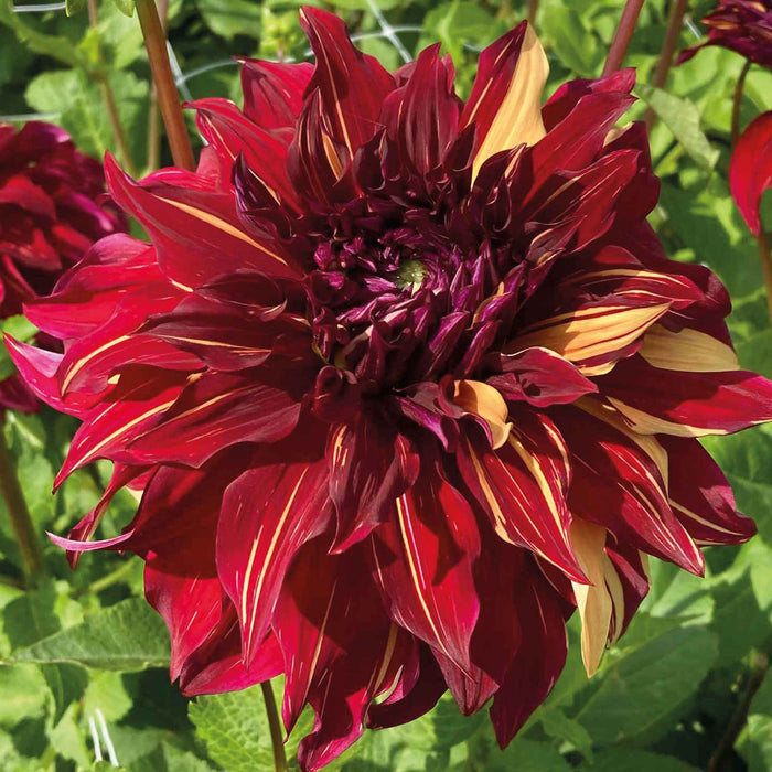 Dahlia Tuber 'Bohemian Spartacus'