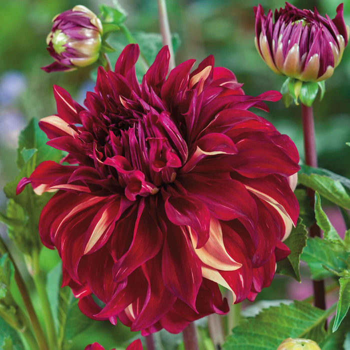 Dahlia Tuber 'Bohemian Spartacus'
