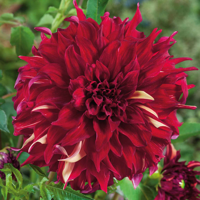 Dahlia Tuber 'Bohemian Spartacus'
