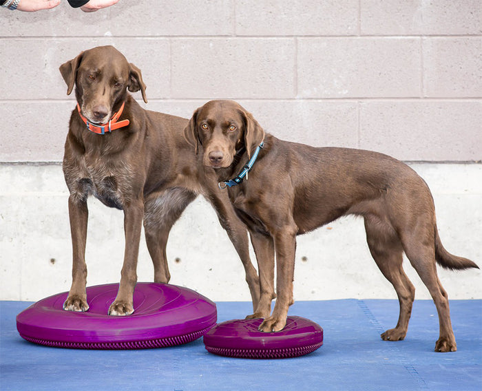 FitPAWS® Balance Discs