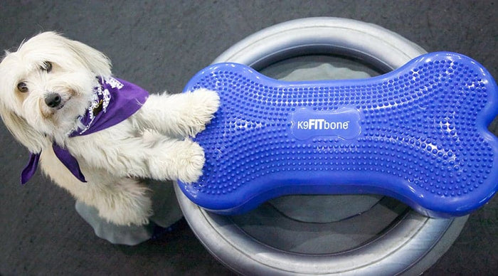 FitPAWS Circular Product Holder Grey