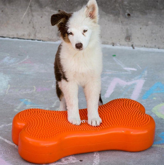FitPAWS K9FITbone