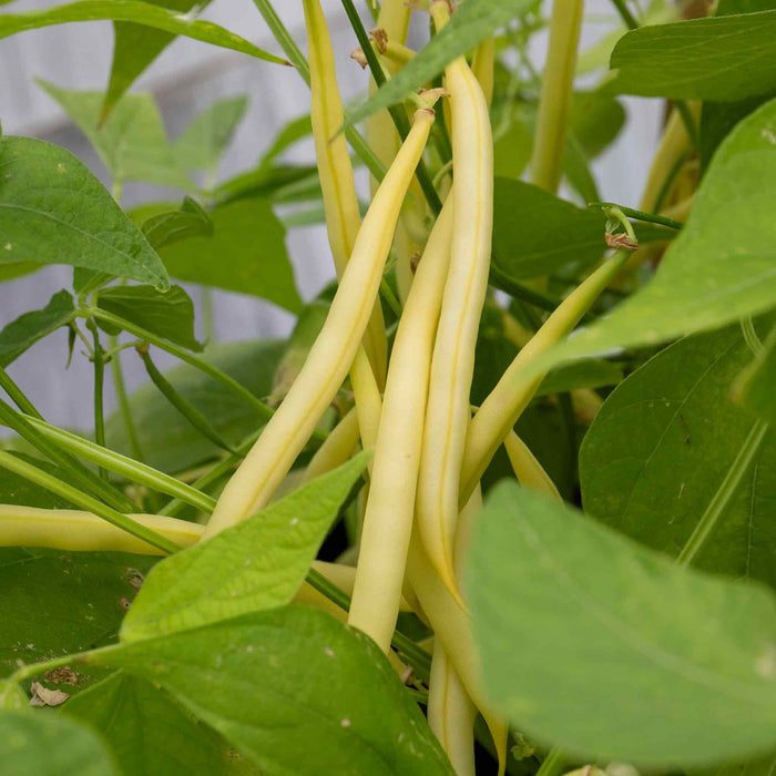 French Bean Climbing 'Monte Gusto'