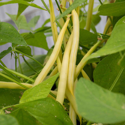 French Bean Climbing 'Monte Gusto'