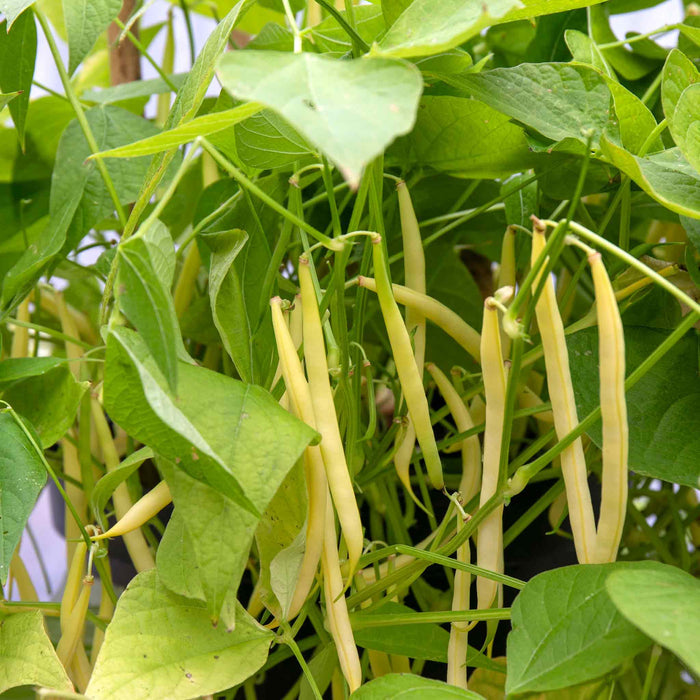 French Bean Climbing 'Monte Gusto'