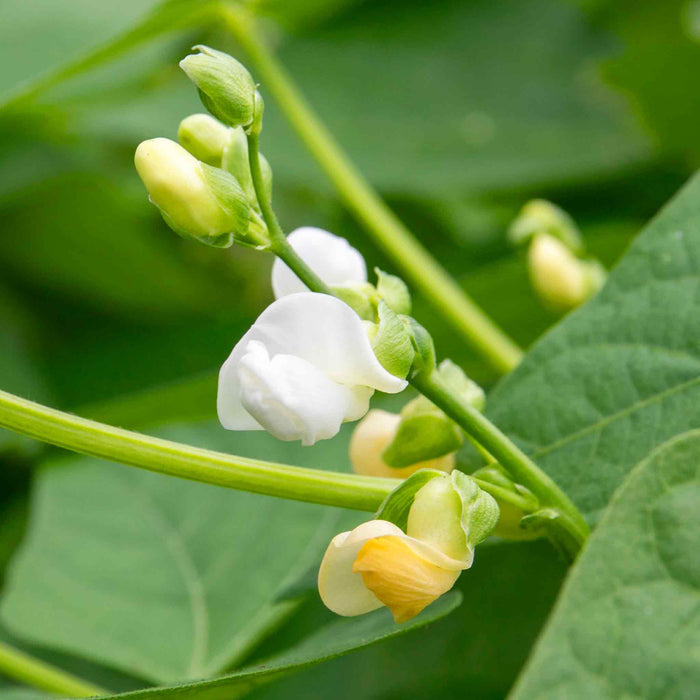 French Bean Climbing 'Monte Gusto'