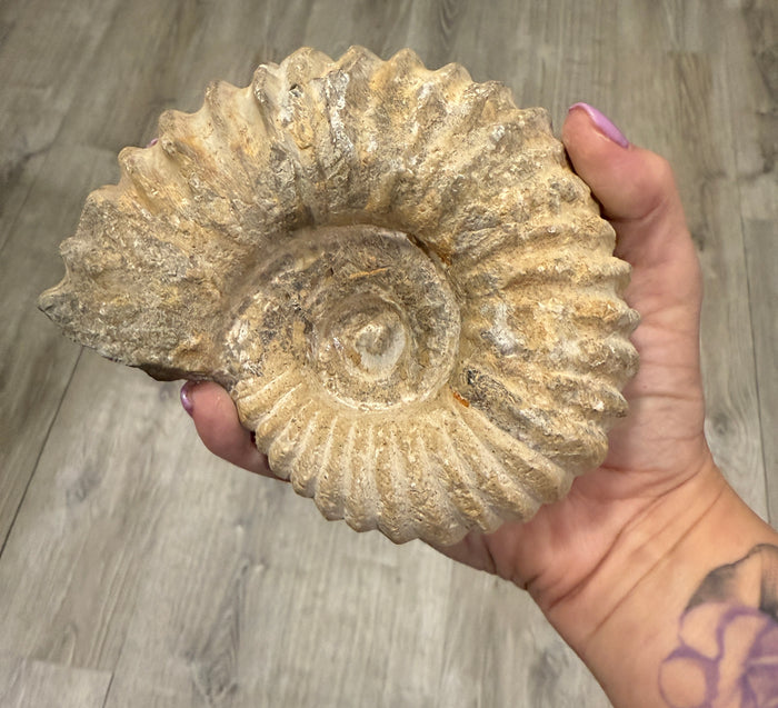 Ammonite, Gemstone surprise mining bucket