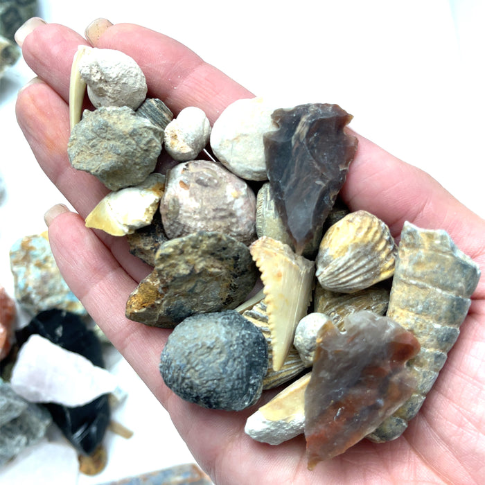fossils, arrowheads, and shark teeth found in a typical bucket