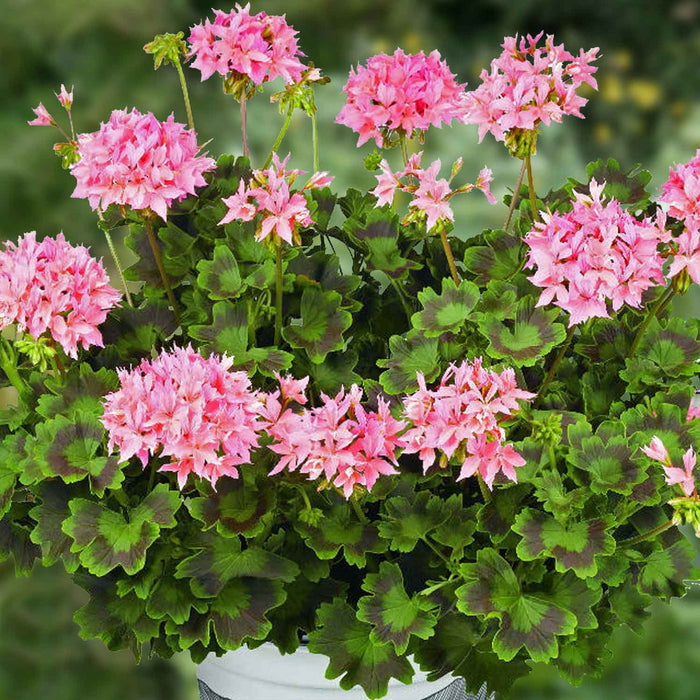 Geranium Plant 'Summer Twist Rose' - 5 x Super Plug Plants
