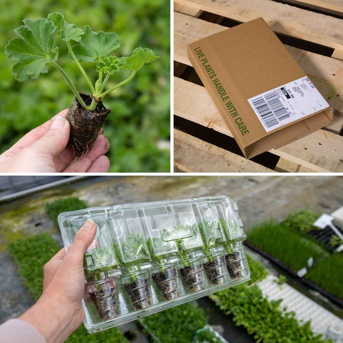 Geranium Plant 'Summer Twist Rose' - 5 x Super Plug Plants