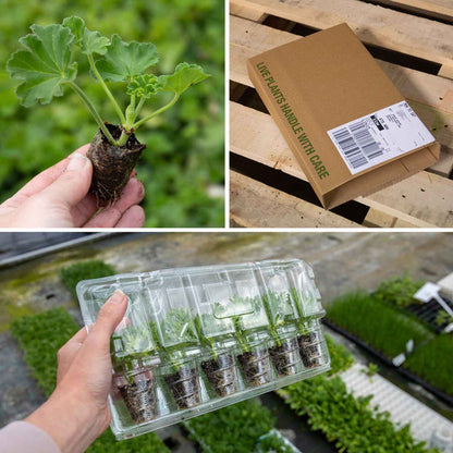 Geranium Plant 'Summer Twist Rose' - 5 x Super Plug Plants
