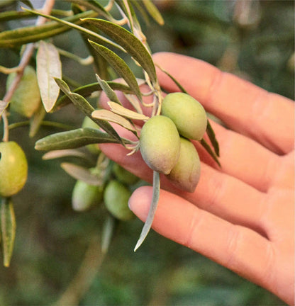 Custom Graza Olive Oil - Corporate Gifts