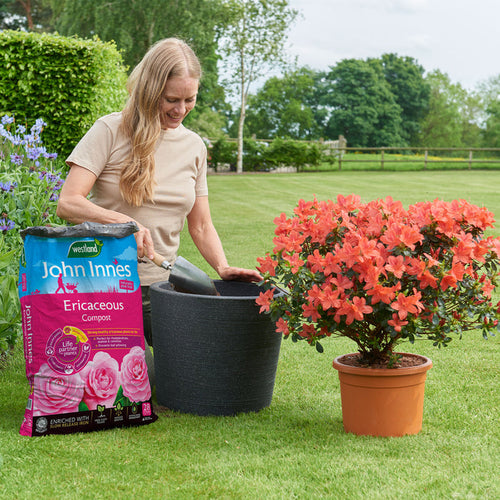 john innes ericaceous compost peat free in use