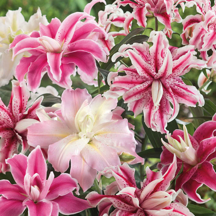 Lily 'Oriental Double Mix'