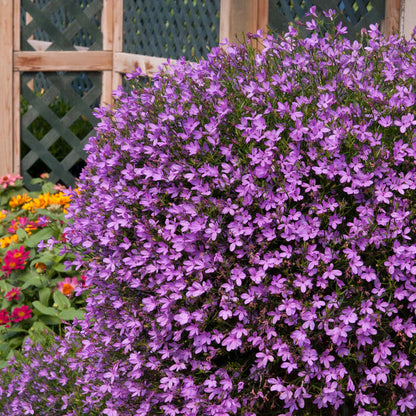 Lobelia 'Waterfall Lavender'