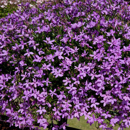 Lobelia 'Waterfall Lavender'