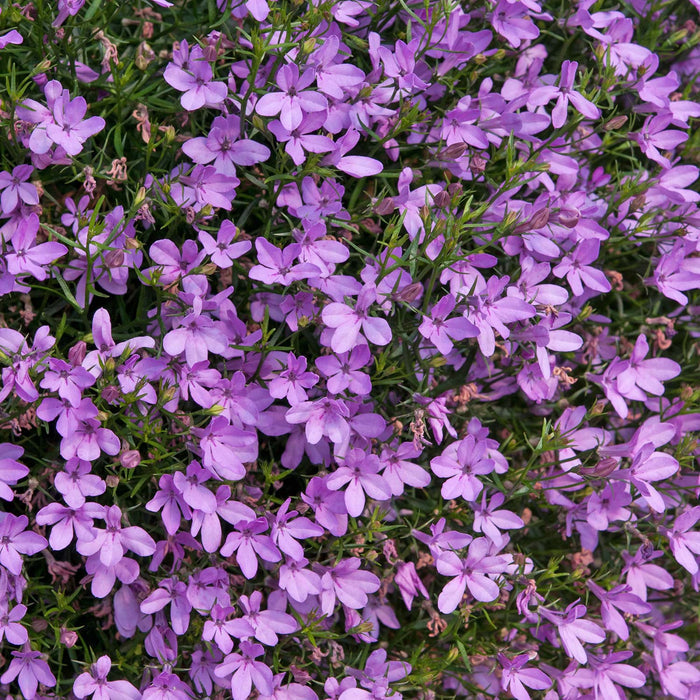 Lobelia 'Waterfall Lavender'