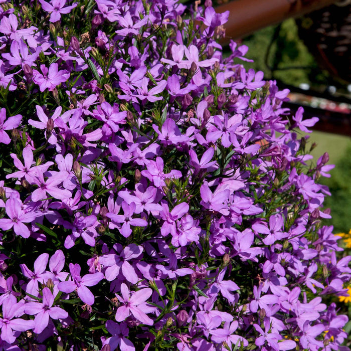 Lobelia 'Waterfall Lavender'