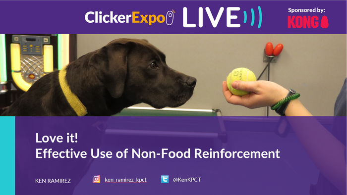 Love It! Effective Use of Non-Food Reinforcers - Video on Demand
