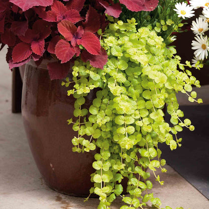 Lysimachia 'Goldilocks'