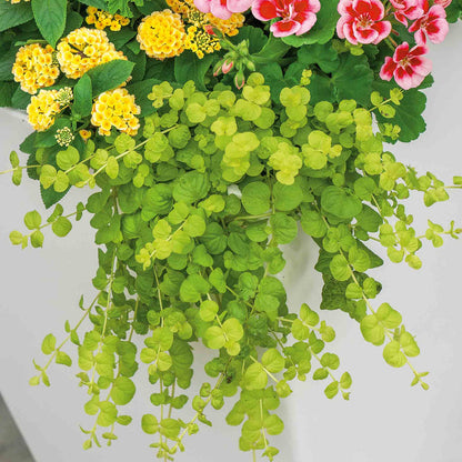 Lysimachia 'Goldilocks'