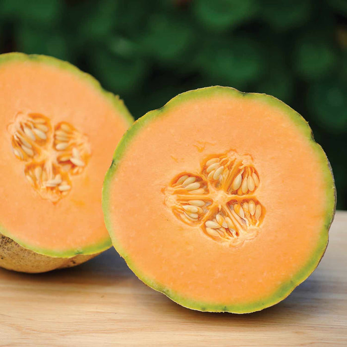 Melon 'Honey Bun'