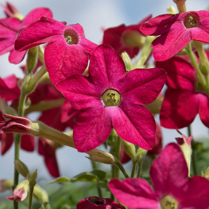 Nicotiana 'Cuba Rose'