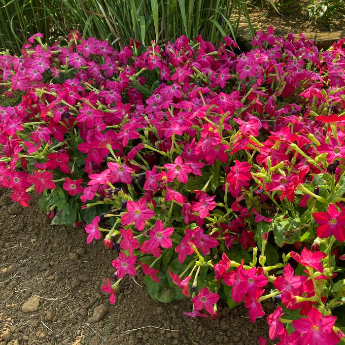 Nicotiana 'Cuba Rose'