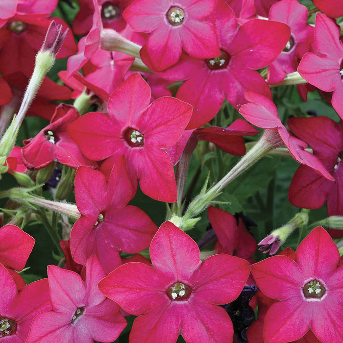 Nicotiana 'Cuba Rose'