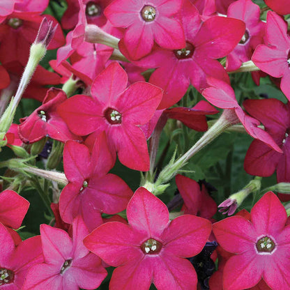 Nicotiana 'Cuba Rose'