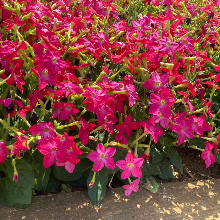 Nicotiana 'Cuba Rose'