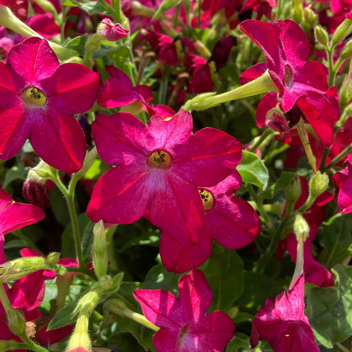 Nicotiana 'Cuba Rose'